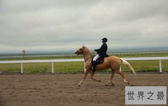 世界十大名马排行榜  汗血宝马只能排名第六第一无可争议