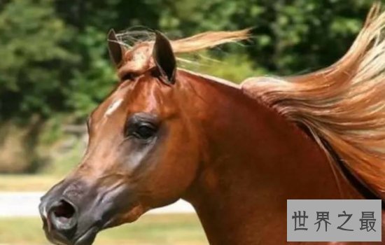 世界十大名马排行榜  汗血宝马只能排名第六第一无可争议