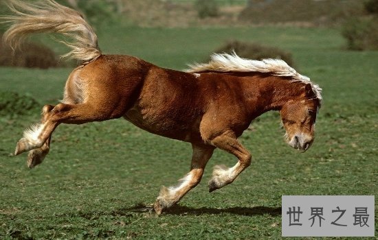 世界十大名马排行榜  汗血宝马只能排名第六第一无可争议