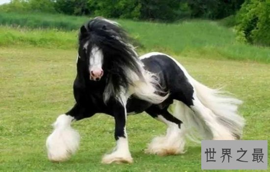 世界十大名马排行榜  汗血宝马只能排名第六第一无可争议