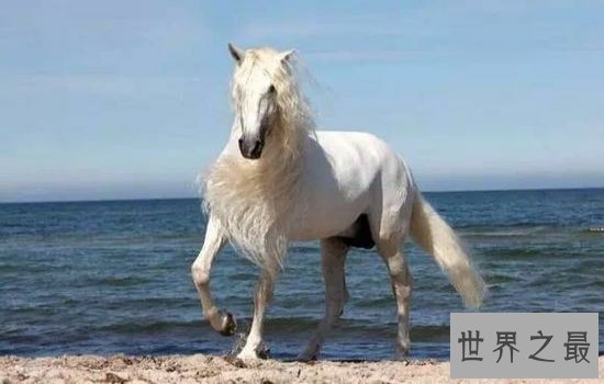 世界十大名马排行榜  汗血宝马只能排名第六第一无可争议