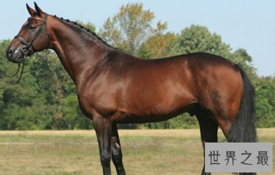 世界十大名马排行榜  汗血宝马只能排名第六第一无可争议