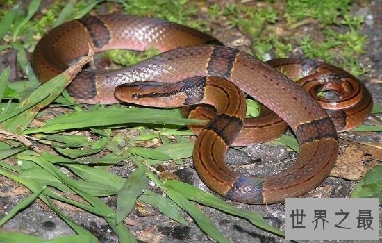 盘点世界上最漂亮的十种蛇 每一种都美到你心动!