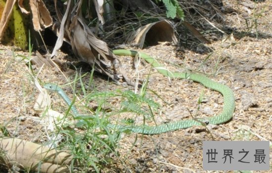 盘点世界上最漂亮的十种蛇 每一种都美到你心动!
