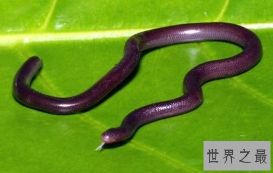 盘点世界上最漂亮的十种蛇 每一种都美到你心动!