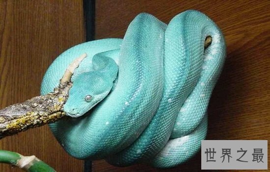 盘点世界上最漂亮的十种蛇 每一种都美到你心动!