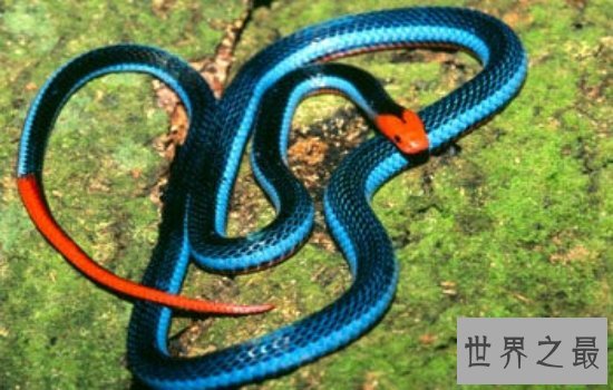 盘点世界上最漂亮的十种蛇 每一种都美到你心动!