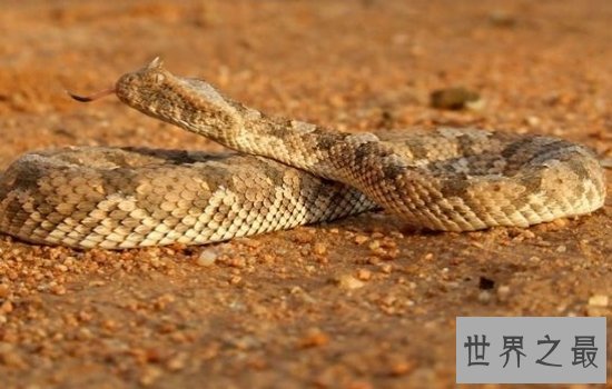 盘点世界上最漂亮的十种蛇 每一种都美到你心动!