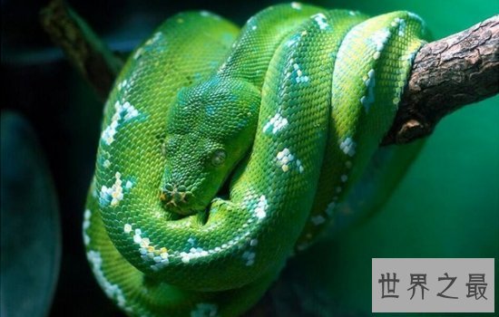 盘点世界上最漂亮的十种蛇 每一种都美到你心动!