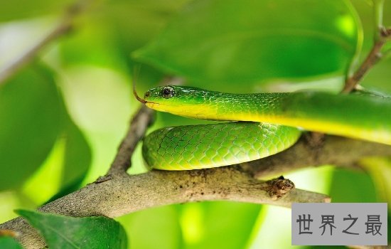 盘点世界上最漂亮的十种蛇 每一种都美到你心动!