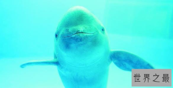 中国十大濒危动物排行榜 国宝熊猫不算是最稀有