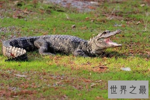 中国十大濒危动物排行榜 国宝熊猫不算是最稀有