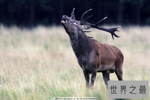 中国十大濒危动物排行榜 国宝熊猫不算是最稀有