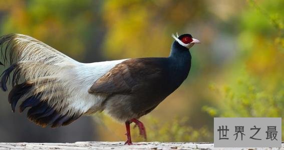 中国十大濒危动物排行榜 国宝熊猫不算是最稀有