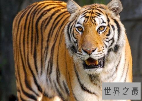 中国十大濒危动物排行榜 国宝熊猫不算是最稀有