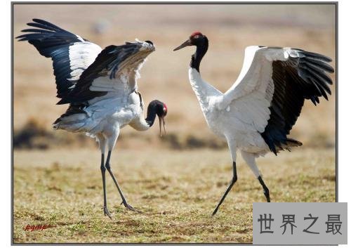 中国十大濒危动物排行榜 国宝熊猫不算是最稀有