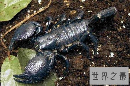 世界十大毒王排行榜 第一名要人命只需三十秒