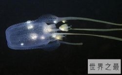 世界十大毒王排行榜 第一名要人命只需三十秒