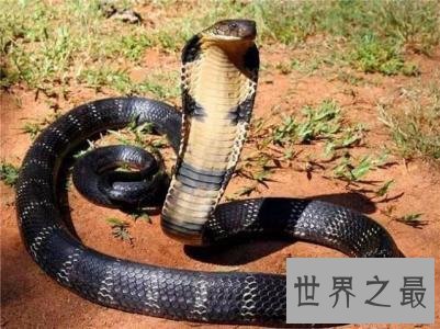 世界十大毒王排行榜 第一名要人命只需三十秒