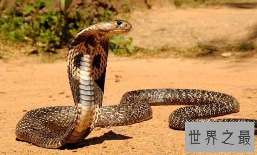 世界十大毒王排行榜 第一名要人命只需三十秒