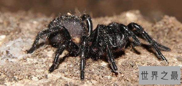 世界十大毒王排行榜 第一名要人命只需三十秒