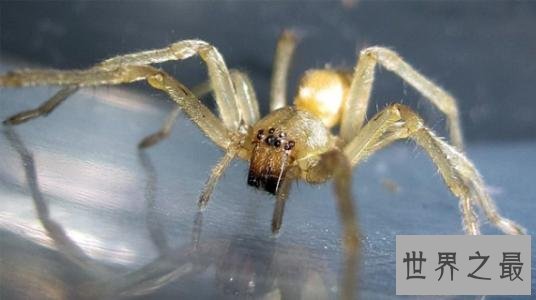 世界上十大最毒的蜘蛛排名 被第一毒蜘蛛咬了会阳痿