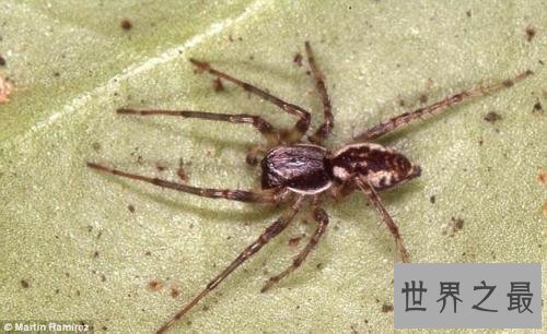 世界上十大最毒的蜘蛛排名 被第一毒蜘蛛咬了会阳痿
