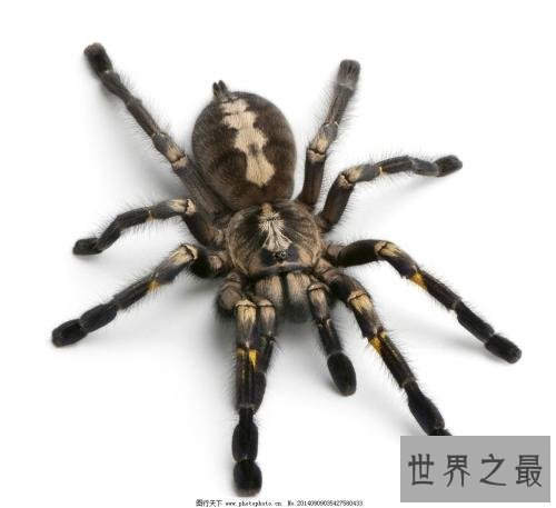 世界上十大最毒的蜘蛛排名 被第一毒蜘蛛咬了会阳痿