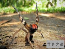 世界上十大最毒的蜘蛛排名 被第一毒蜘蛛咬了会阳痿