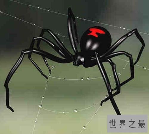 世界上十大最毒的蜘蛛排名 被第一毒蜘蛛咬了会阳痿