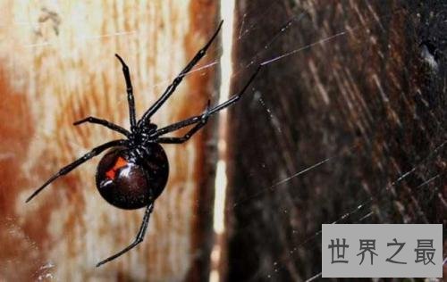 世界上十大最毒的蜘蛛排名 被第一毒蜘蛛咬了会阳痿