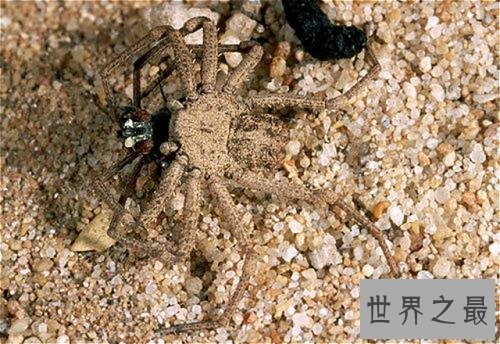 世界上十大最毒的蜘蛛排名 被第一毒蜘蛛咬了会阳痿