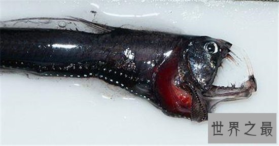 丑无止境世界上最丑的鱼排行榜，真的是没有最丑只有更丑！