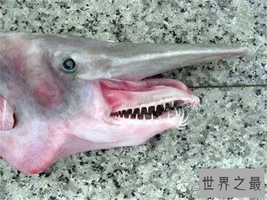 丑无止境世界上最丑的鱼排行榜，真的是没有最丑只有更丑！