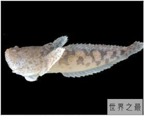 丑无止境世界上最丑的鱼排行榜，真的是没有最丑只有更丑！