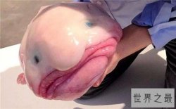 丑无止境世界上最丑的鱼排行榜，真的是没有最丑只有更丑！