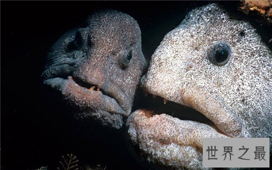 丑无止境世界上最丑的鱼排行榜，真的是没有最丑只有更丑！