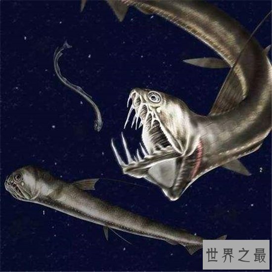 丑无止境世界上最丑的鱼排行榜，真的是没有最丑只有更丑！