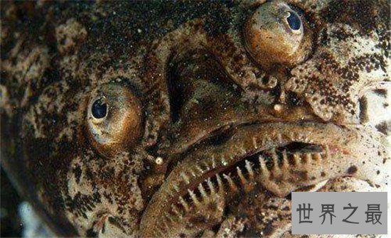丑无止境世界上最丑的鱼排行榜，真的是没有最丑只有更丑！