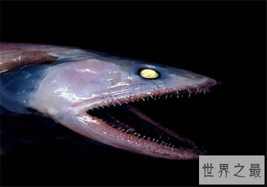 丑无止境世界上最丑的鱼排行榜，真的是没有最丑只有更丑！