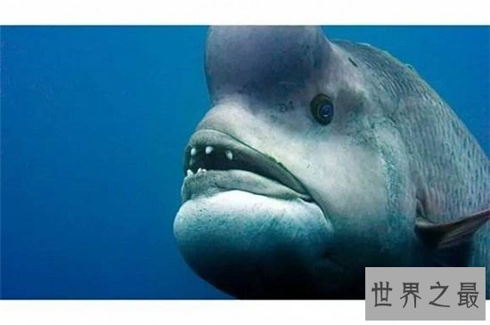 丑无止境世界上最丑的鱼排行榜，真的是没有最丑只有更丑！