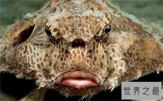 丑无止境世界上最丑的鱼排行榜，真的是没有最丑只有更丑！