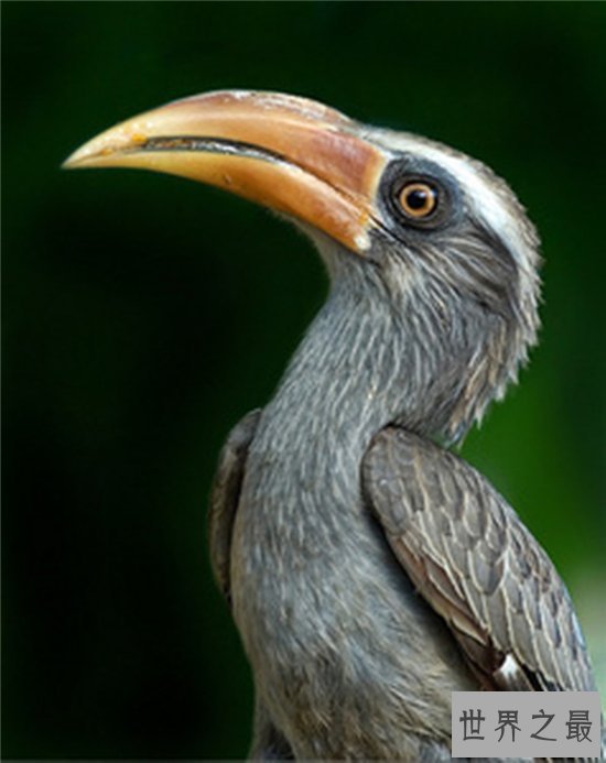 十种以蛇为食的动物排行榜，平头哥竟然成为吃蛇大王！