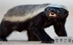 十种以蛇为食的动物排行榜，平头哥竟然成为吃蛇大王！