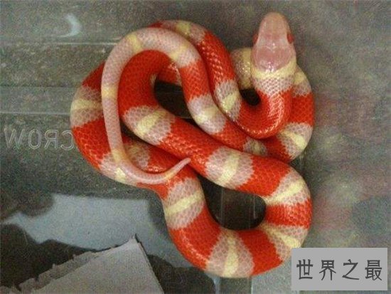 世界上十大最美的蛇，探究冷血背后那美丽的面孔！