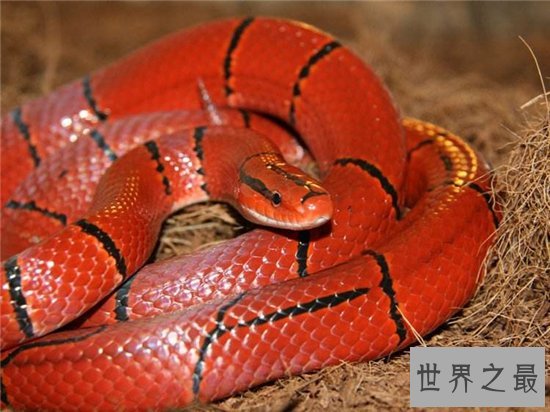 世界上十大最美的蛇，探究冷血背后那美丽的面孔！
