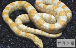 世界上十大最美的蛇，探究冷血背后那美丽的面孔！