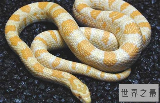 世界上十大最美的蛇，探究冷血背后那美丽的面孔！
