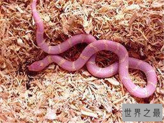 世界上十大最美的蛇，探究冷血背后那美丽的面孔！