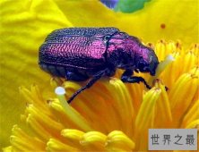 世界上十种奇特紫色动物，这些紫色萌宠简直太神奇了！